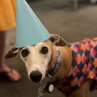 Profile image for runningdog16