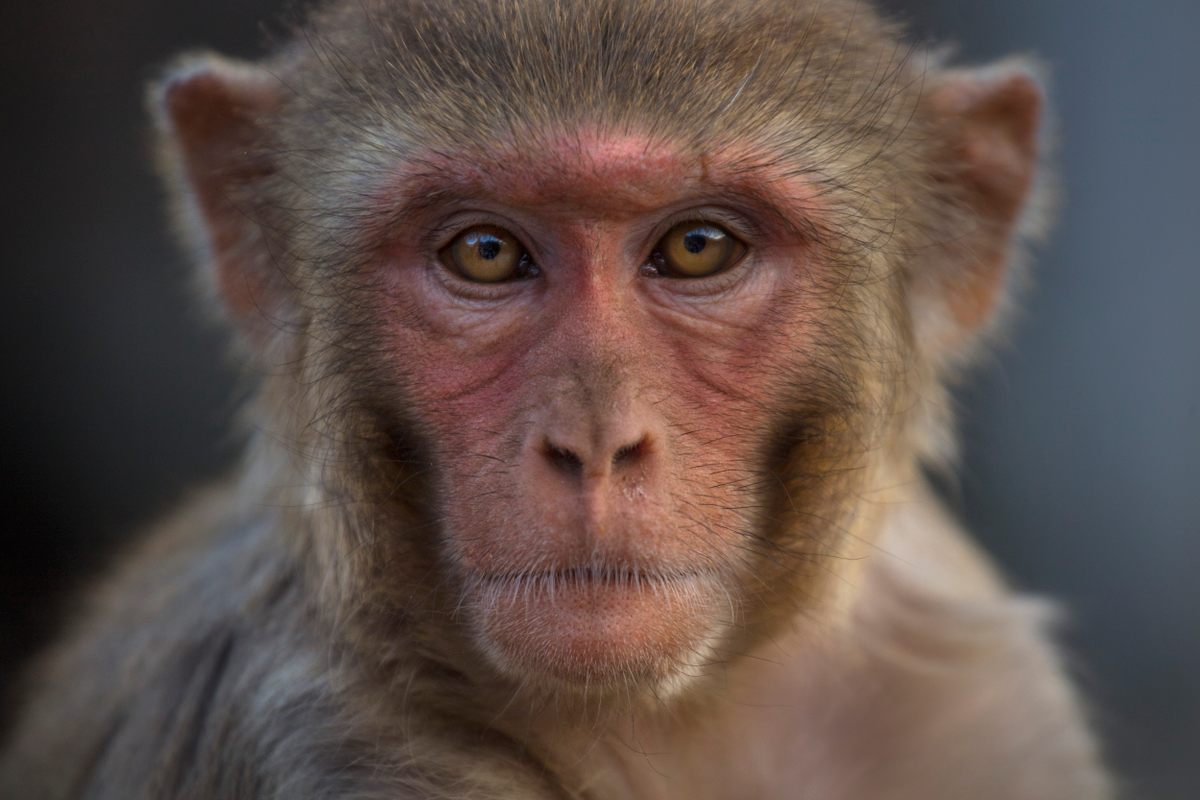 indian macaque