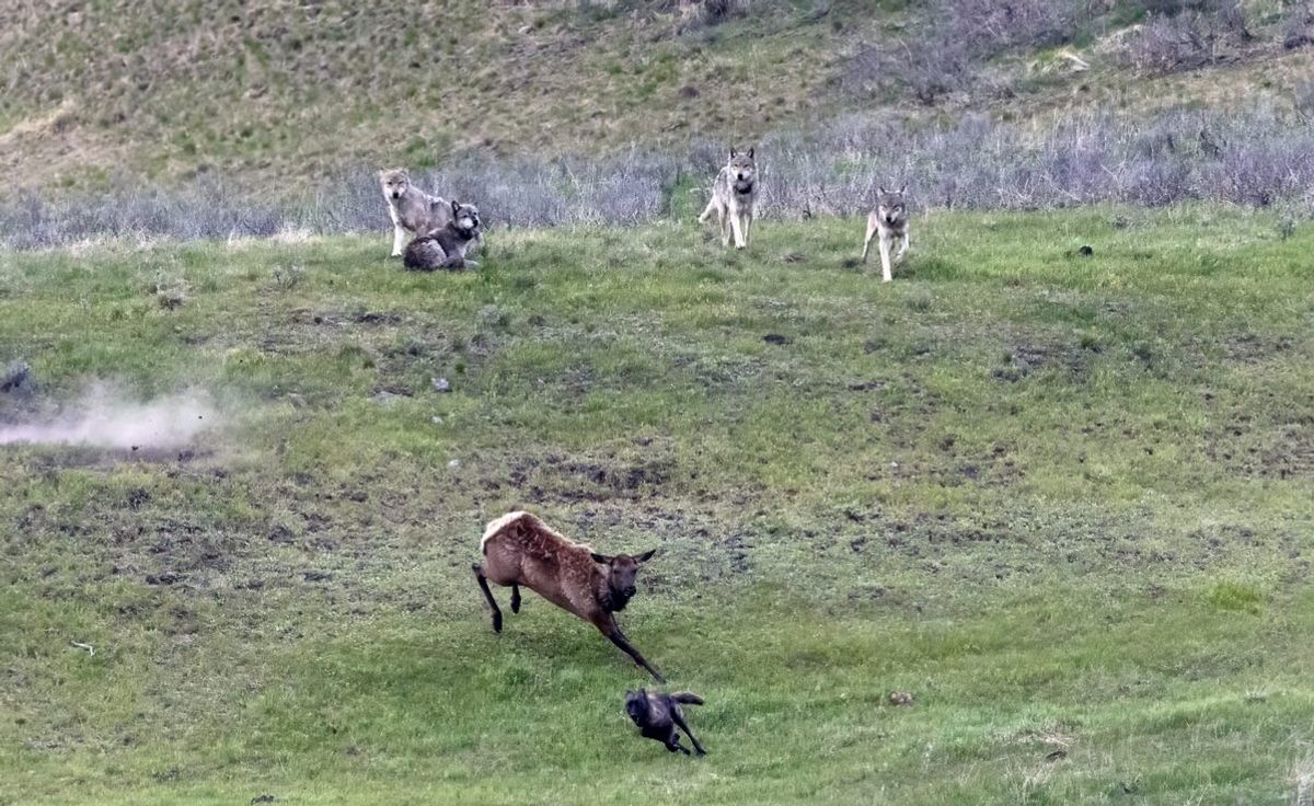 Without wolves, Yellowstone's elk, bison, and deer populations reach levels that are destructive to trees, valleys, and riverbanks.