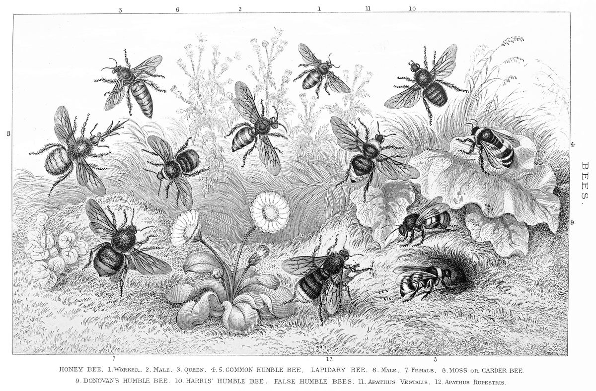 Bees were not well understood at the turn of the 20th century. Illustration published by Popular Encyclopedia, 1894.