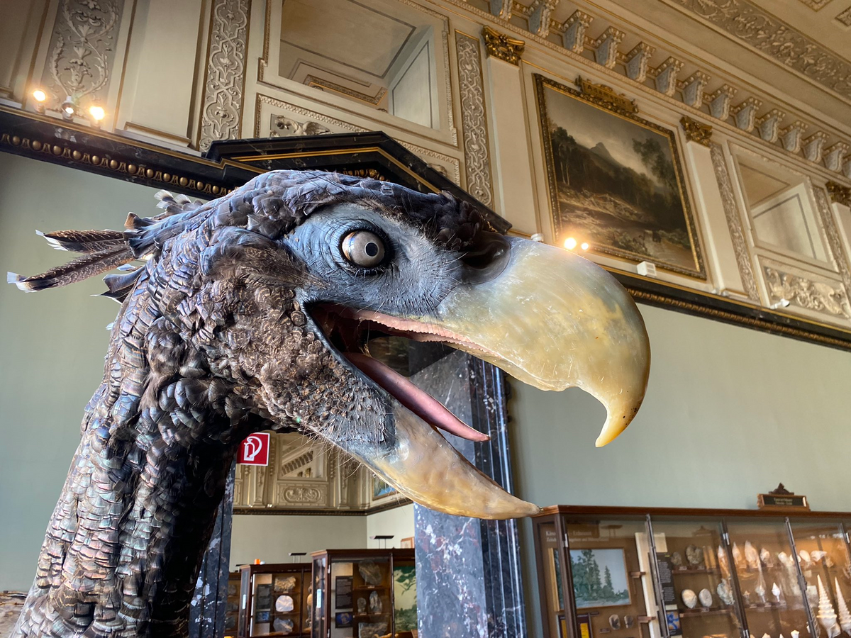 Reconstruction of the terror bird <em>Paraphysornis</em> at Vienna's Natural History Museum.