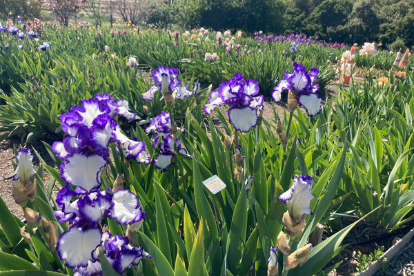 Nola’s Iris Garden