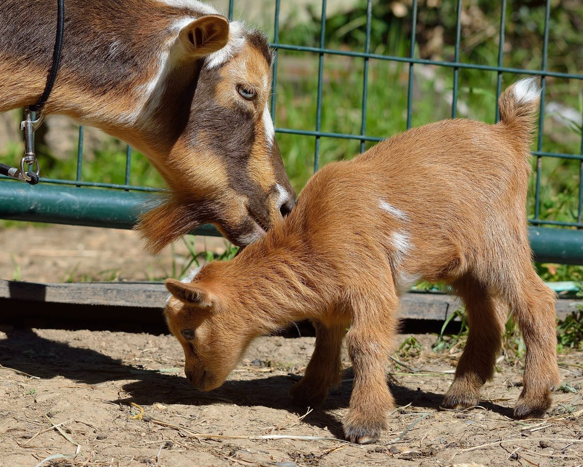 Stavely describes Nigerian Dwarf goats as "great moms."