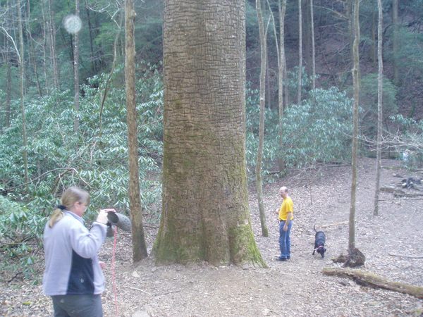 Gennett Poplar in Ellijay, Georgia