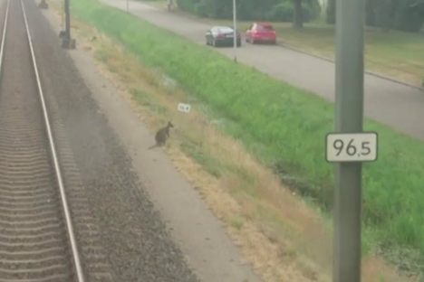 A Stray Wallaby Stopped Trains and Confused People in the Netherlands