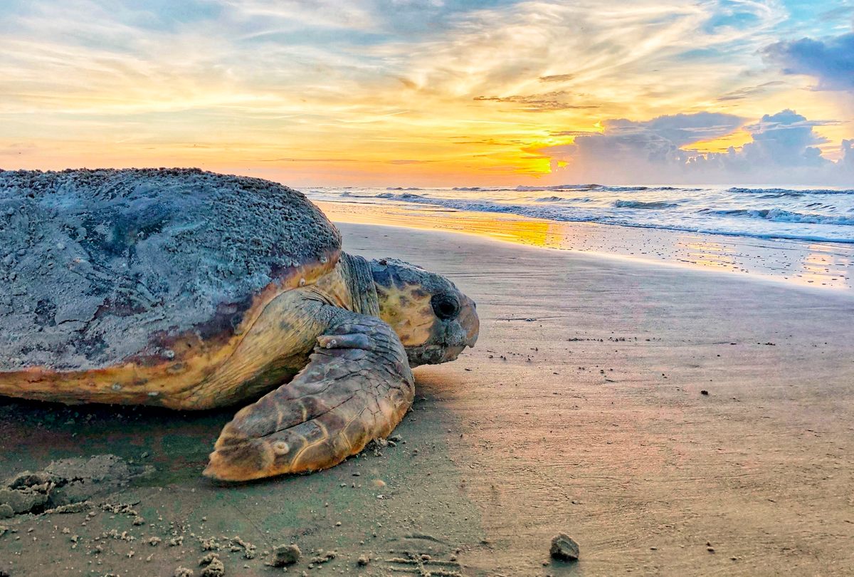 In this June 30, 2019 photo, a loggerhead sea turtle returns to the ocean after nesting on Ossabaw Island.