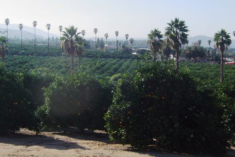 Citrus Groves in Arlington Heights, Riverside, California