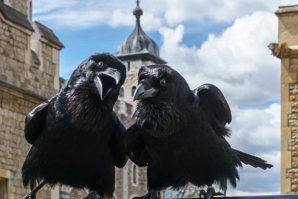 Two of the ravens at the Tower of London. 