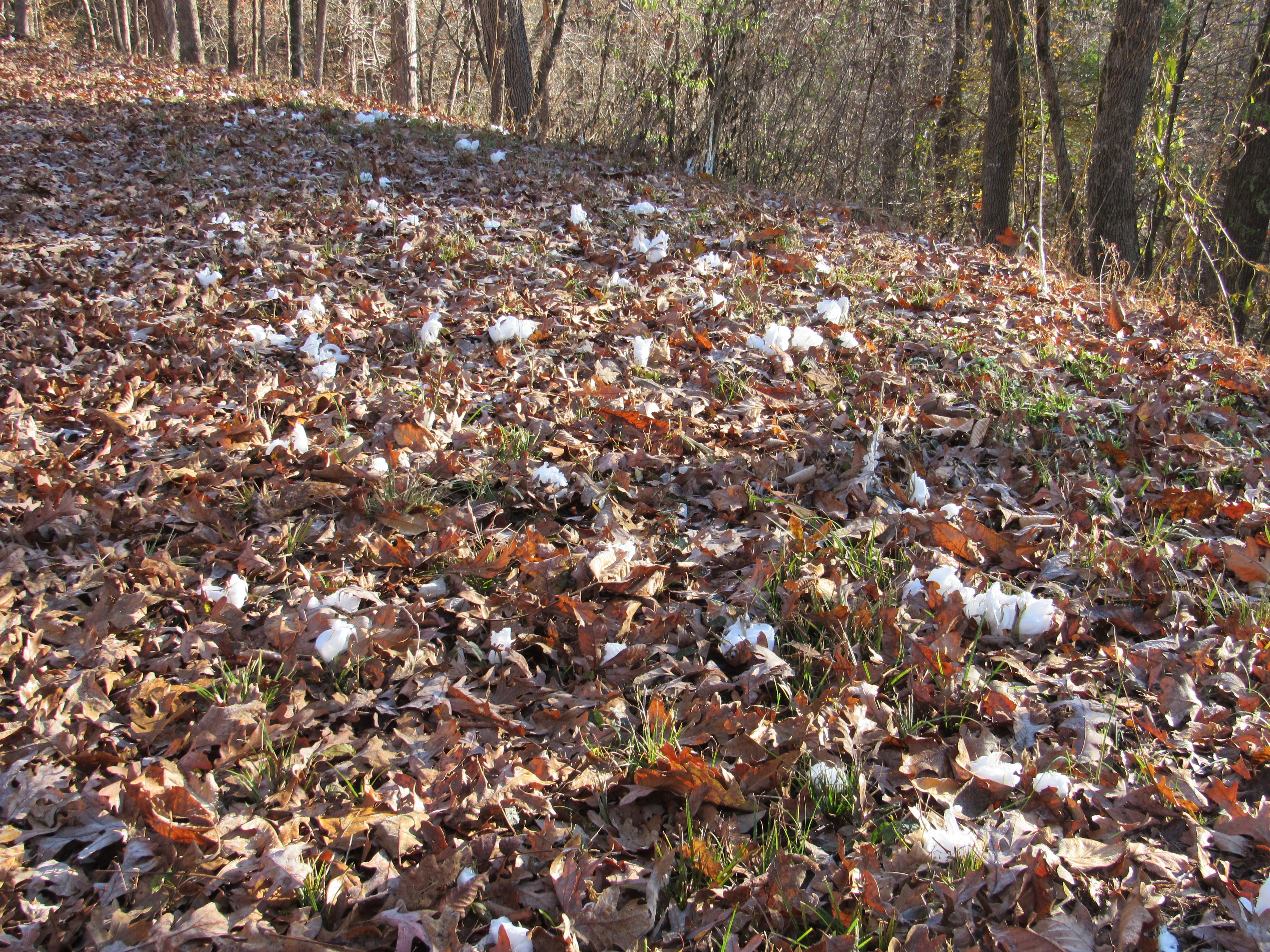 From a distance, Weaver mistook the ice for wads of damp toilet paper.