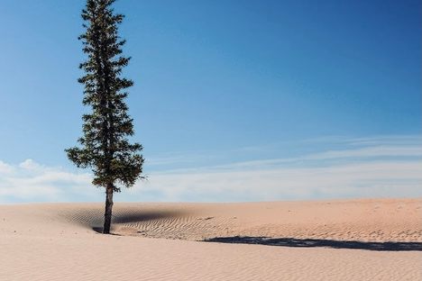 Athabasca Sand Dunes