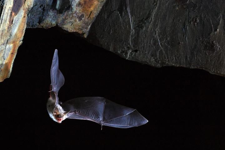 These bats can keep flying for decades.