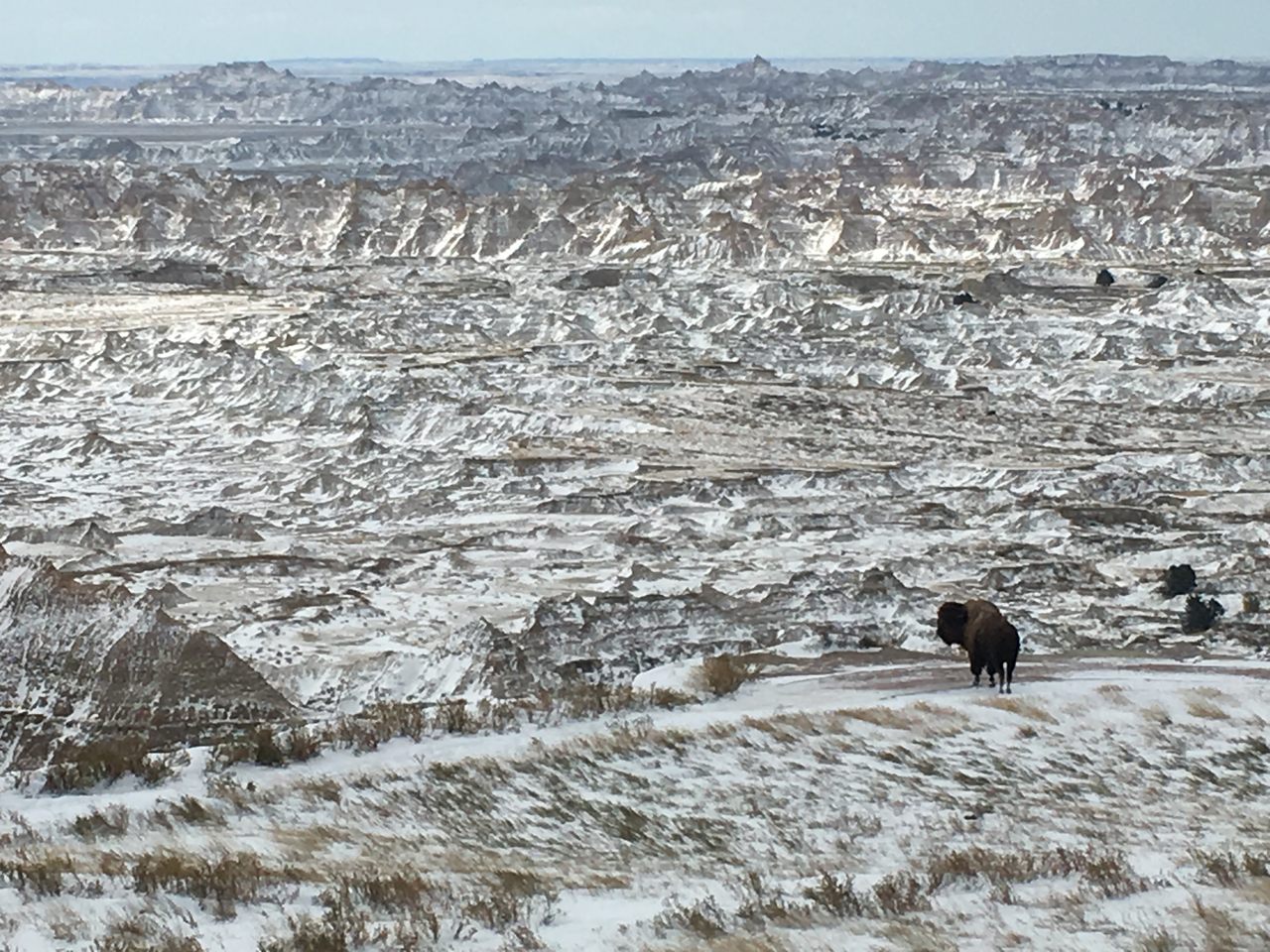 A lone bison bull overlooking the new tract of Badlands National Park where bison last roamed in 1877. 