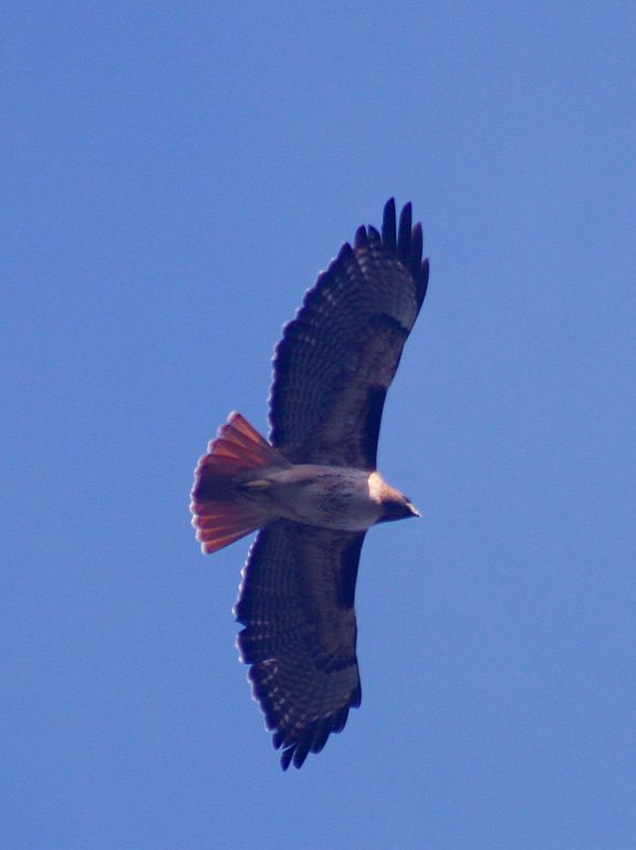 Red-tailed hawk, the official raptor of 'Last Week Tonight', but not the state of New Hampshire