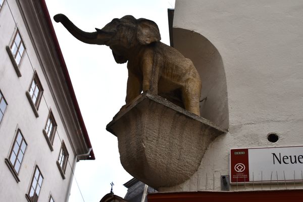 Keep your eyes peeled for one small elephant.