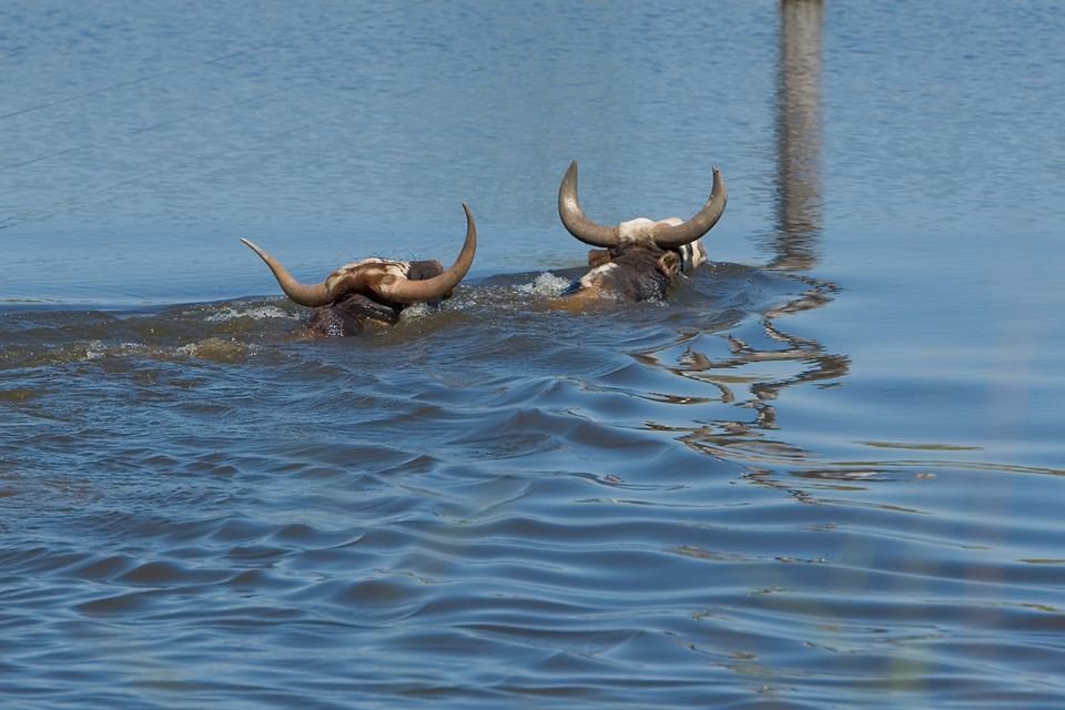 Pantaneiro have adapted to their hot, flood-prone environment.