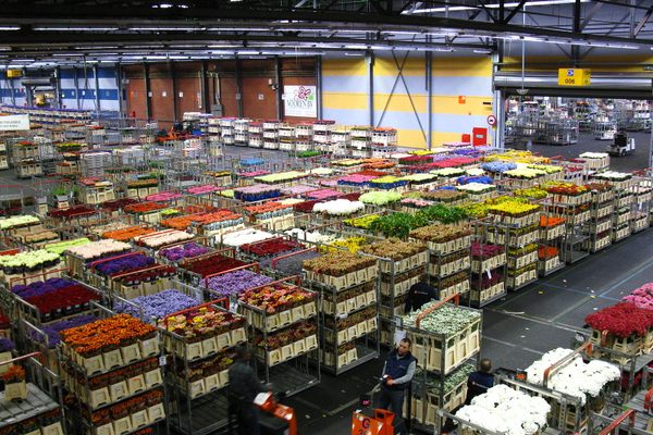 The Royal FloraHolland warehouse in Aalsmeer.