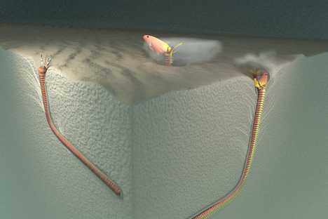 This artists' rendering illustrates the scientists' idea of how the ancient worms might have settled in to wait for prey. 