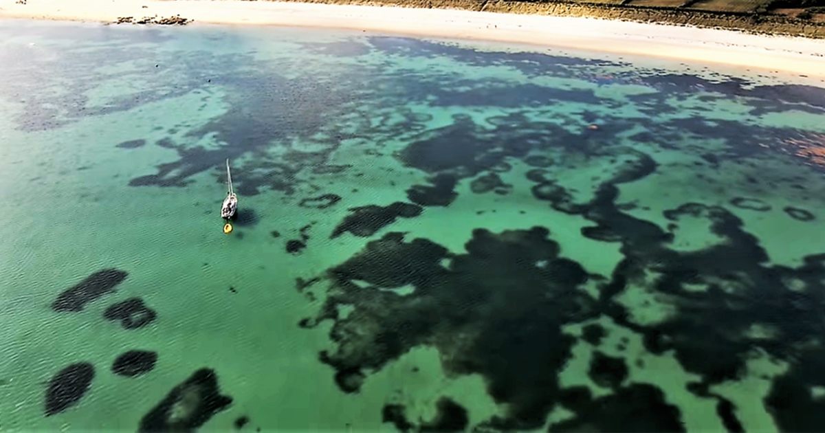 Seagrass fairy circles found in the water off the Isles of Scilly in England.