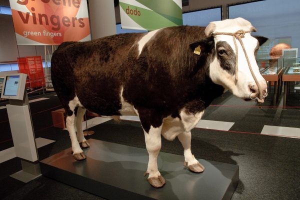 Herman the Bull