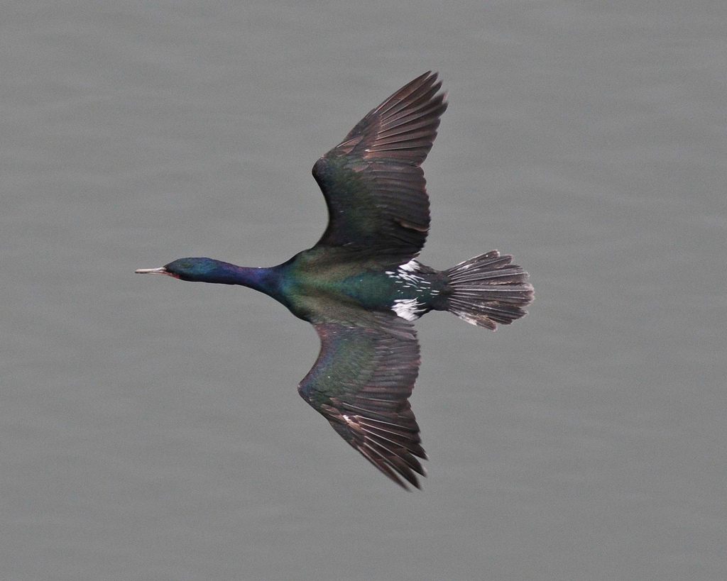 A pelagic cormorant, which frequently appears on COASST's most beached birds list. 