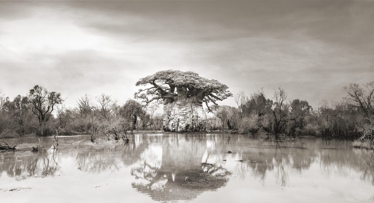 "I approach the tree through knee-deep water that has accumulated from recent rains. With each step forward I am pulled toward a miraculous sight. I can clearly sense the radiance and magic this tree projects."