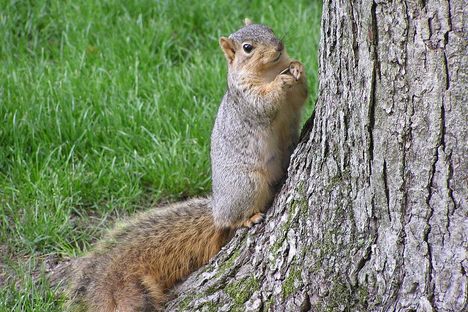 Squirrels store thousands of nuts every year. They need a system. 