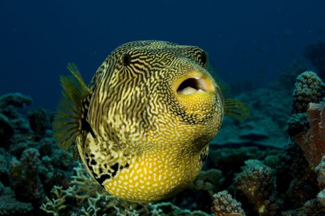 The teeth may look small, but together they form a strong beak.