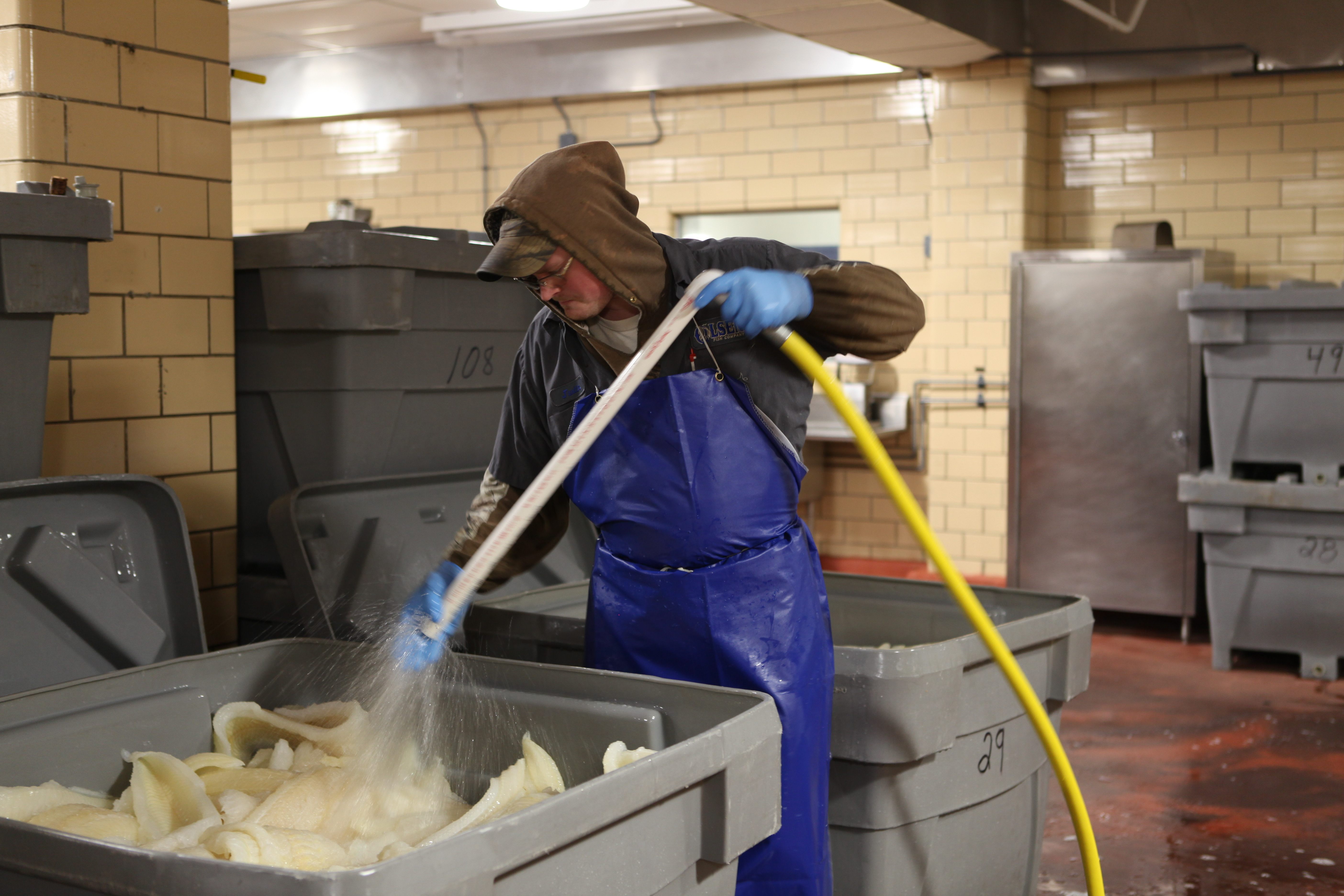 An Olsen Fish Company employee adds fresh water to a bucket of lutefisk.