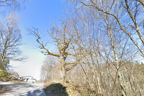Karl XII's Oak