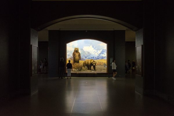Hall of North American Mammals