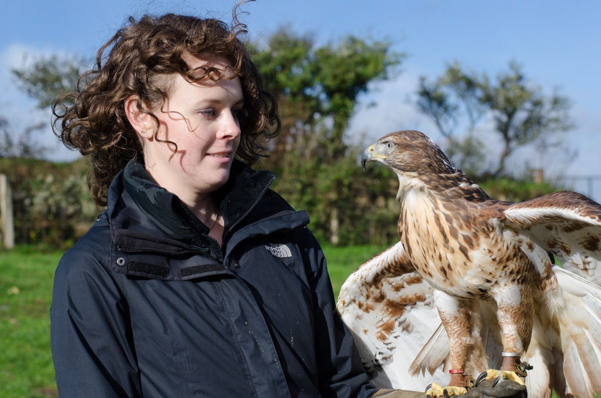 Gazing into the eyes of Charlie the hawk.