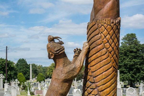 A close-up of the saber tooth tiger.