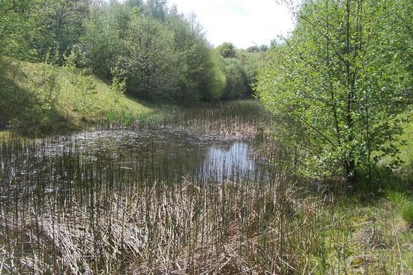 Secluded pond within the wood