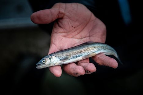Every year, spawning eulachon (Thaleichthys pacificus) return to the Nass River from the sea, where they spend most of their lives.