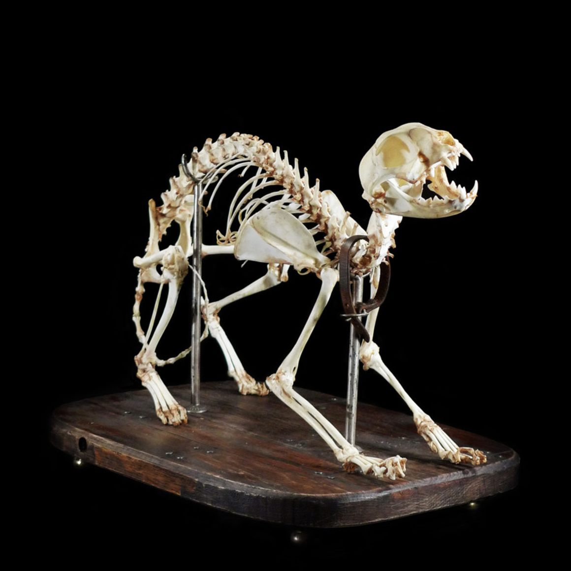 Articulated Real Cat Skeleton