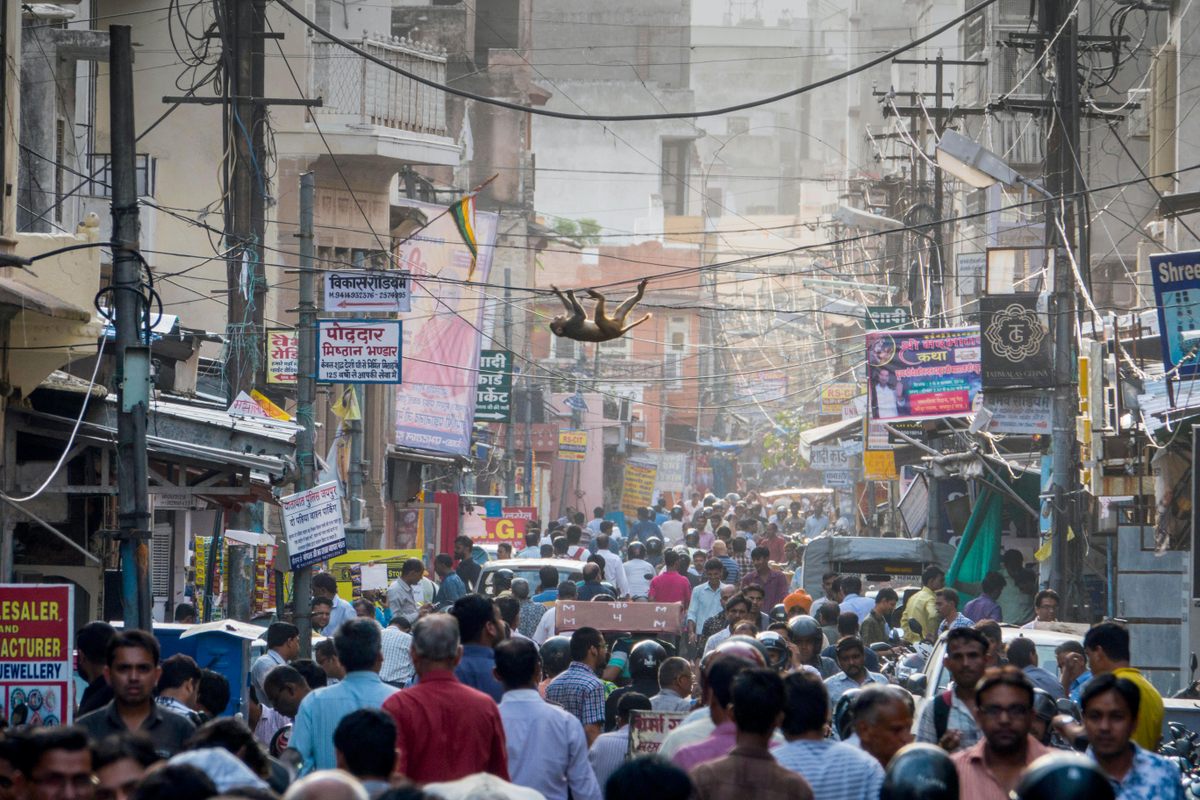 A macaque crosses power lines during rush hour in Jaipur.