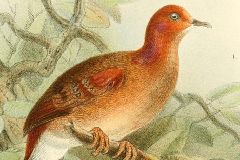 An Incredibly Rare Bird Has Been Rediscovered in Brazil 
