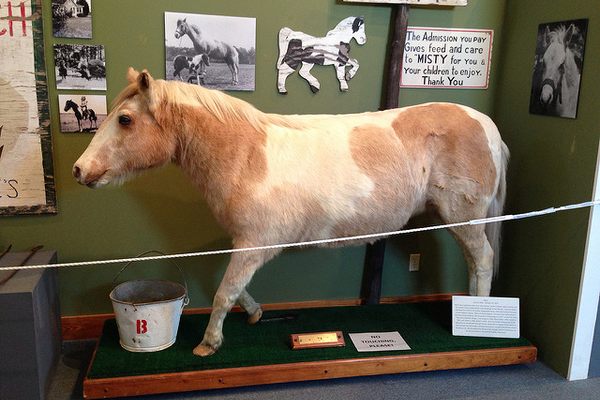 Misty’s taxidermy body at the Museum of Chincoteague.