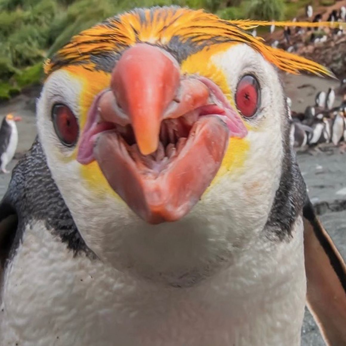 214 Royal Penguin-Sandy Bay, Macquarie Island.