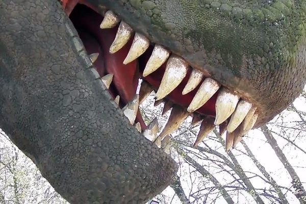 Up close and personal with the T-Rex.