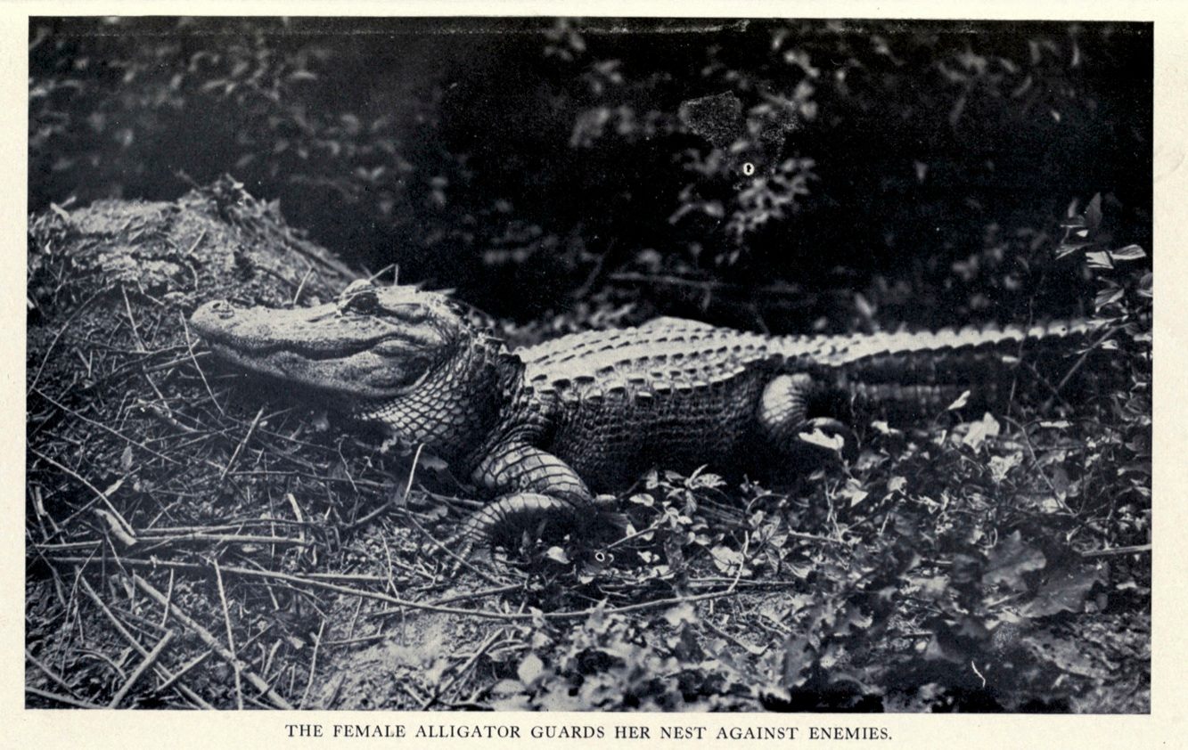 A photograph from Edward Avery McIlhenny's 1935 book about alligators, of a female guarding her nest. 