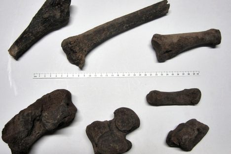History Mystery! How did a walrus end up in an old London cemetery?