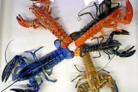 A Rare Yellow Lobster Joins a Boston Aquarium's Lobster Rainbow