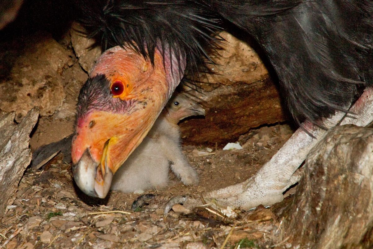 A one-day-old condor chick with her father at Pinnacles National Park in California.