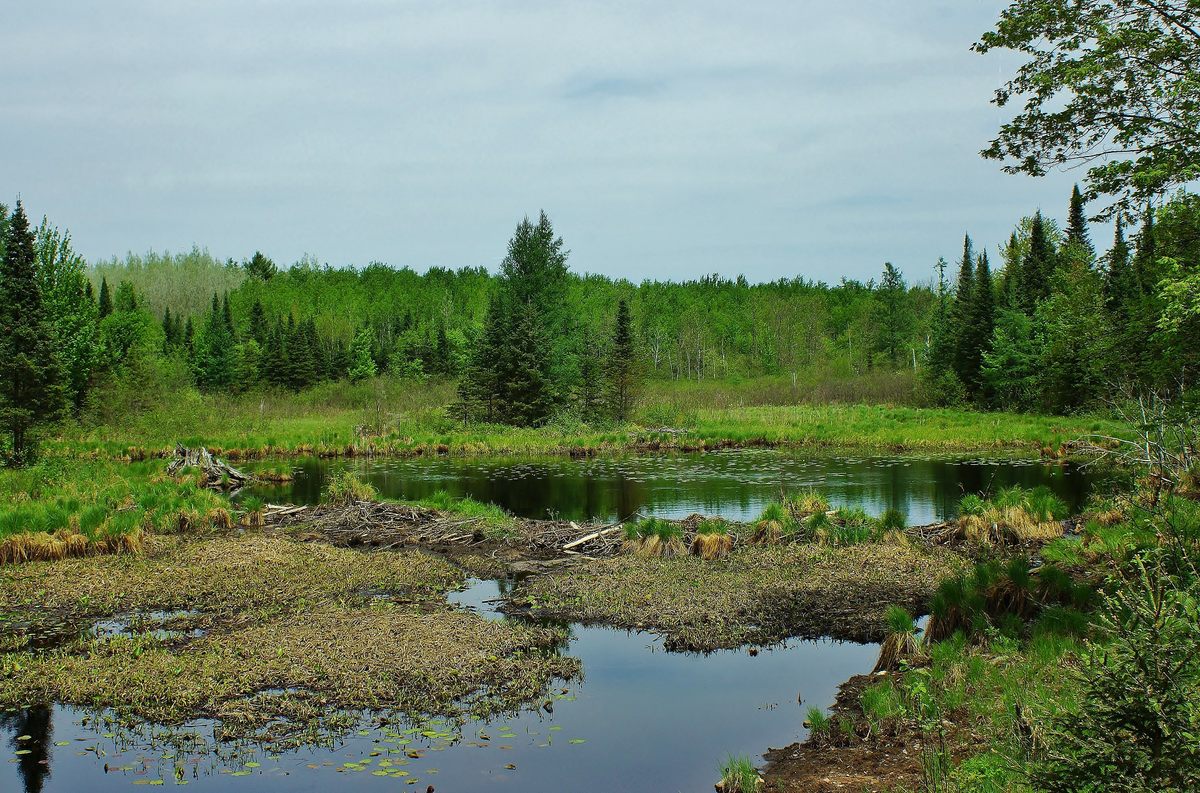 A beaver pond in Vilas, Wisconsin. A lake?