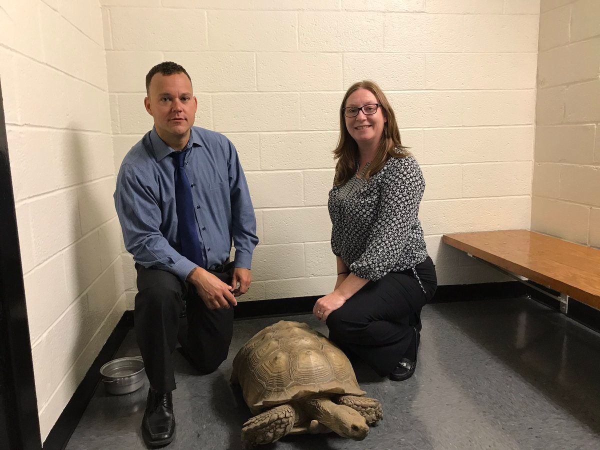 The returned tortoise, with the NYPD detectives that helped find him.