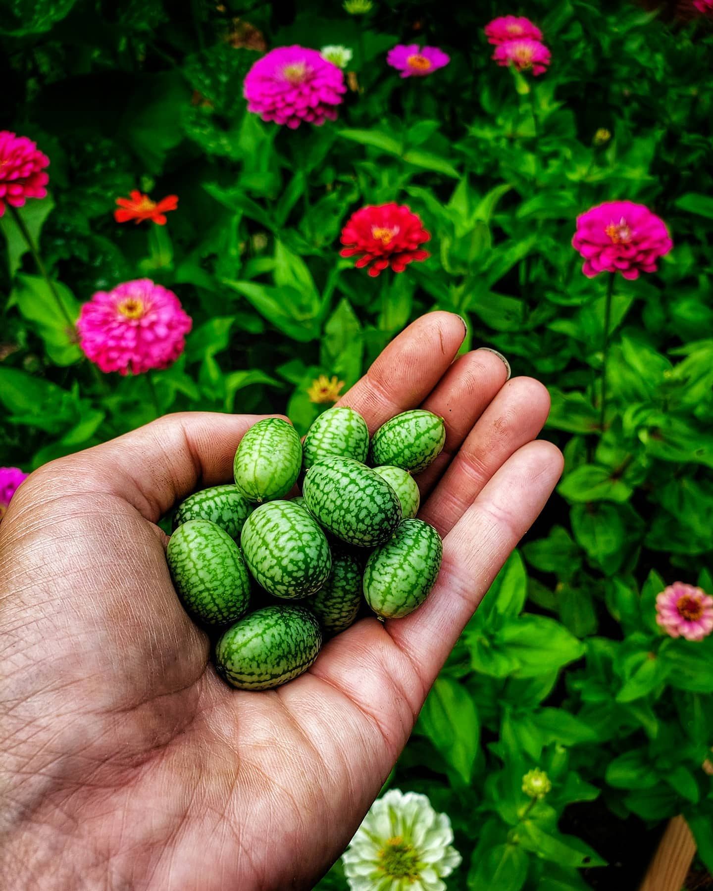 Don't let their appearance fool you; these don't taste like baby watermelons.
