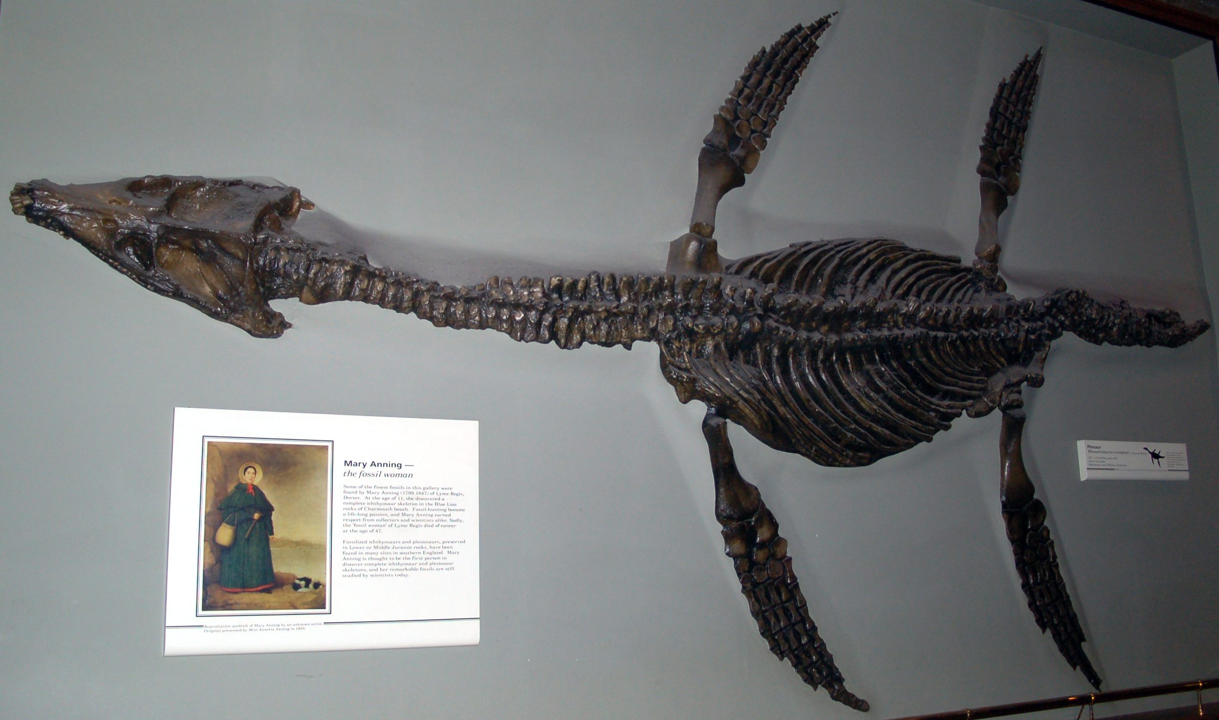 Rhomaleosaurus