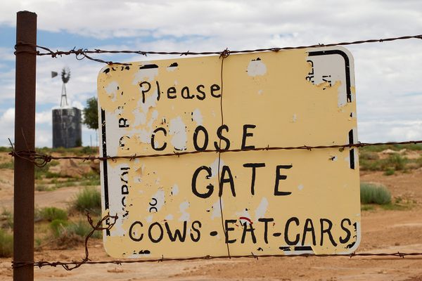 Beware hungry cows.
