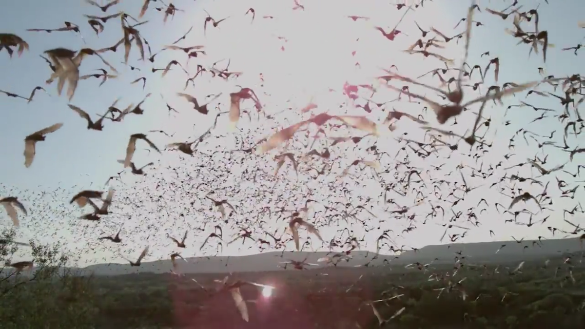 Watch This Beautiful, Chaotic Bat Ballet
